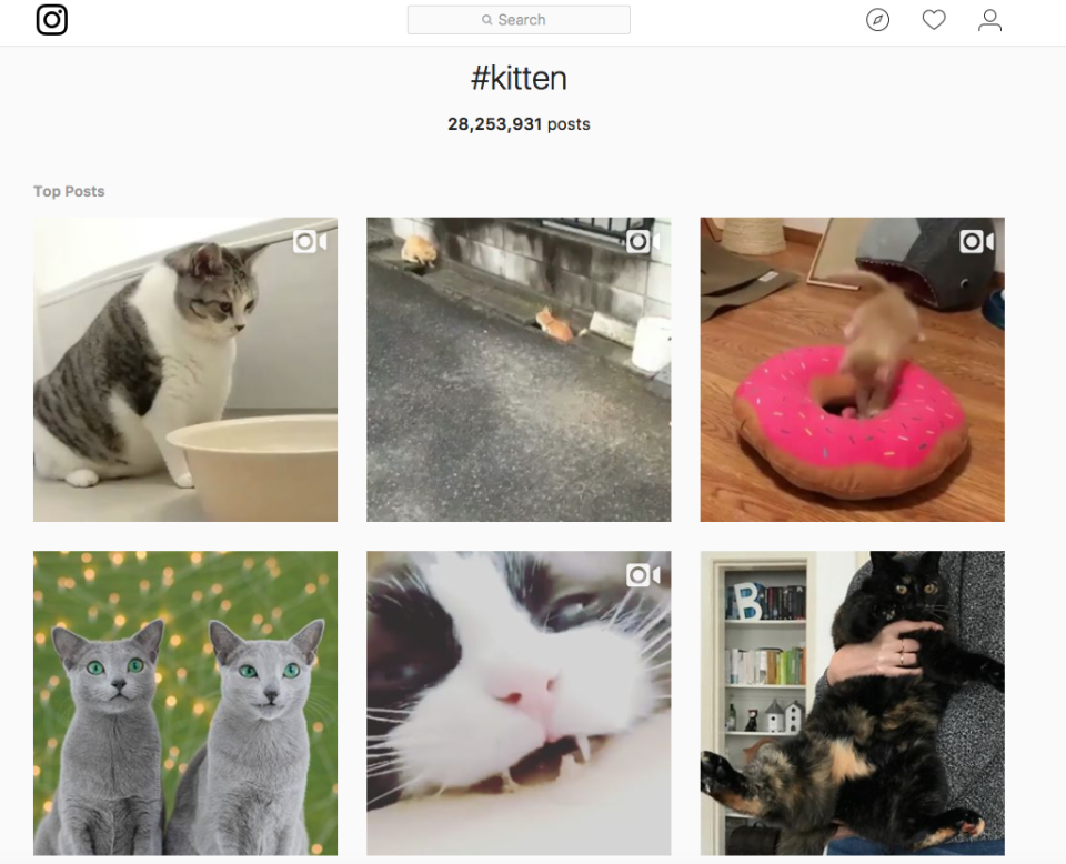 instagram hashtag kittens