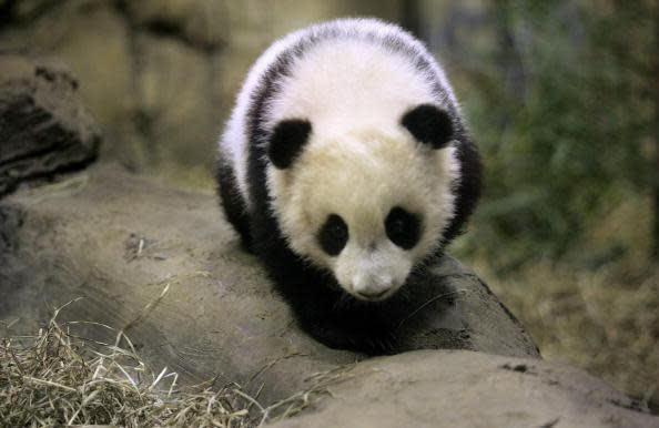 WASHINGTON – NOVEMBER 29: Giant panda cub, Tai Shan, made his debut to the press November 29, 2005 at the Smithsonian National Zoological Park in Washington, DC. Tai Shan is the sixth panda cub born at the National Zoo and his mother, 7-year-old Mei Xiang, conceived the cub by artificial insemination. Born on July 9, 2005, the panda cub now weighs 21 pounds and is very active according to zoo scientists and veterinarians. (Photo by Chip Somodevilla/Getty Images)