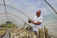 Andrea Cattabriga, President of the Association for Biodiversity and Conservation, examines his homegrown rare cacti at his greenhouse in San Lazzaro di Savena, Italy, Saturday, June 5, 2021. Cattabriga, a top expect on rare cacti, was called by the Carabinieri Military Police in February 2020 as a consultant to examine thousands of cacti stolen from from the Atacama Desert in Chile, confiscated when police conducted a massive cactus bust at a greenhouse along the Adriatic Coast in Italy. (AP Photo/Trisha Thomas)