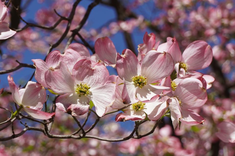 Pink-flowering dogwood, in Brooklyn last week, are now blooming in Ohio.