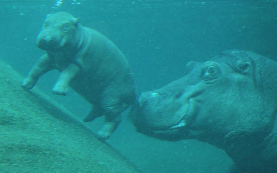 Baby Hippopotamus Presentation At Berlin Zoo