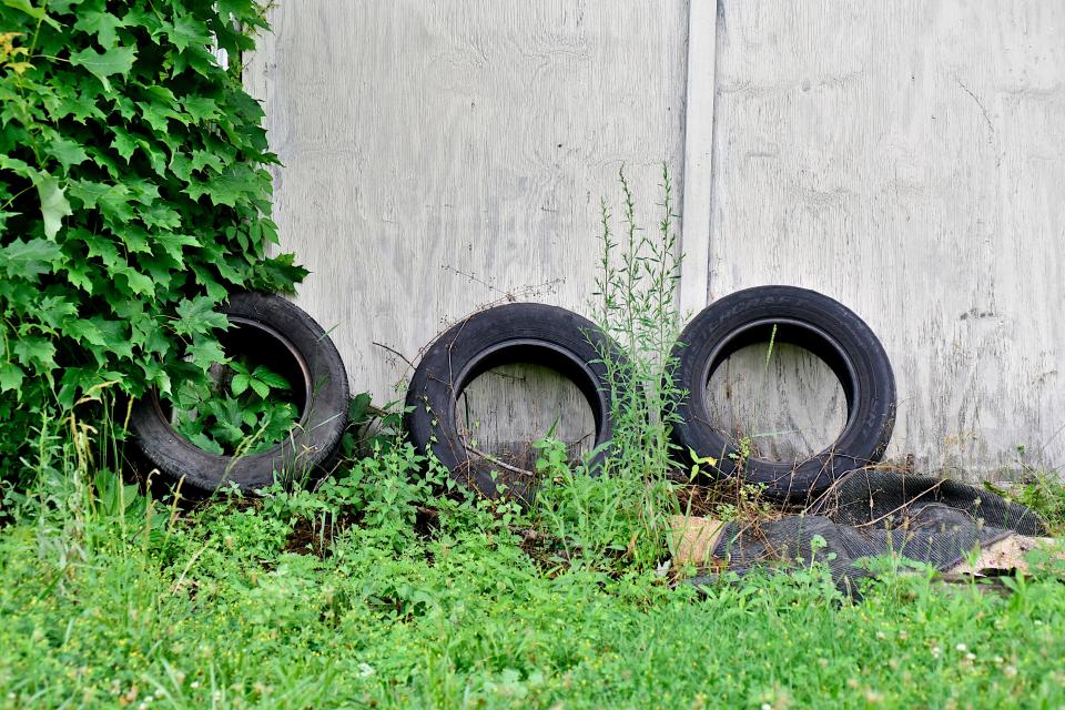 Unused tires, like these found outside a barn in Galion, should be emptied of standing water at least once a week to prevent mosquitoes from laying eggs in them, according to the Centers for Disease Control and Prevention.
