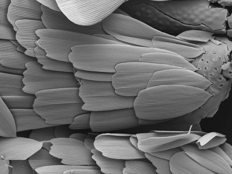 <span class="caption">Microscopic moth scales.</span> <span class="attribution"><span class="source">Hossein Rajaei</span></span>