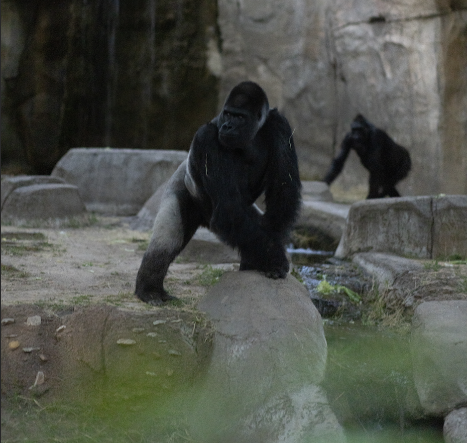A silverback gorilla during the eclipse at the Fort Worth Zoo. / Credit: Fort Worth Zoo