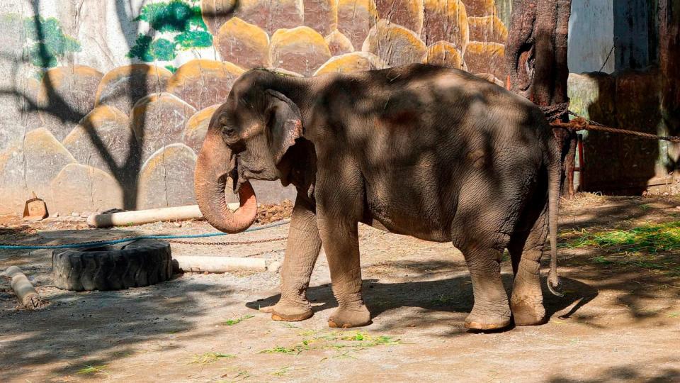 PHOTO: Manila Zoo's Renovation Project in Philippines - 22 Jan 2022 (Josefiel Rivera/Sopa Images/Sipa USA via AP)