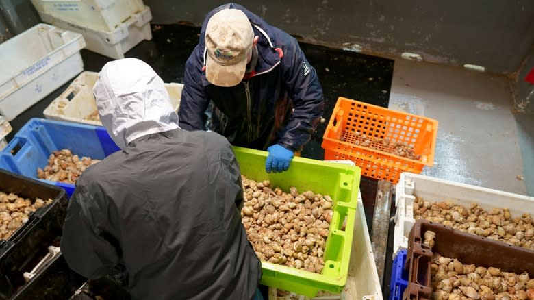 Fishermen and their whelk catch