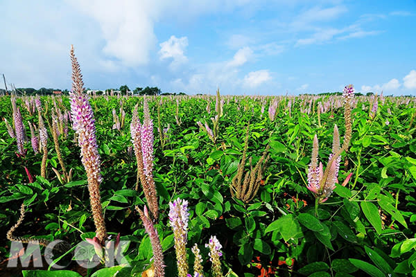 九天狗尾草花海 (圖／黃風)