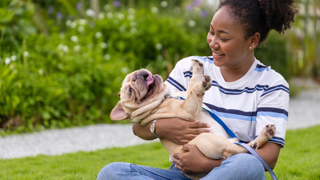  Woman playing with French Bulldog puppy in the park 