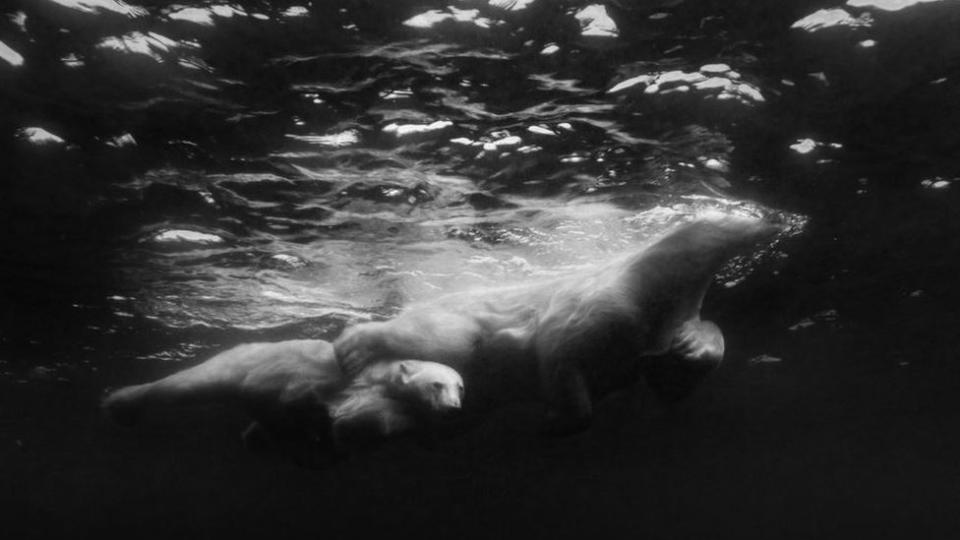 Polar bear with its cub