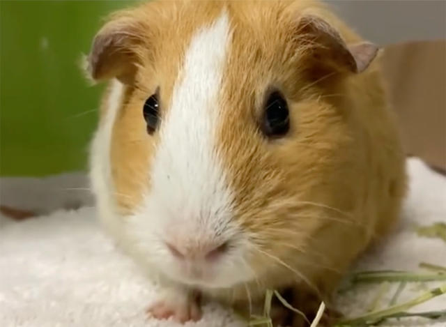 Readers sound off on guinea pigs, NYC's energy transition and a