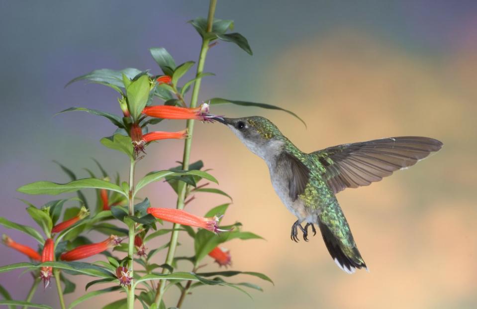 patio plants cuphea outdoors with a hummingbird