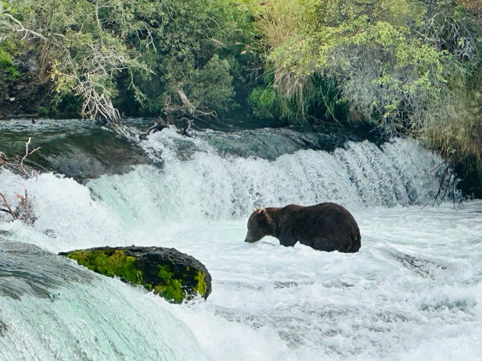 A brown bear in a small waterfall.