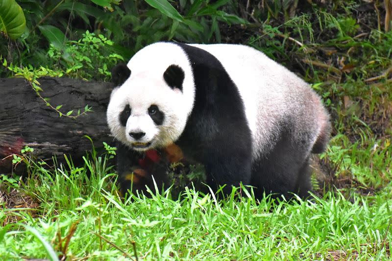 大貓熊也喜歡在涼爽的秋天進行戶外活動。(圖／臺北市立動物園提供)