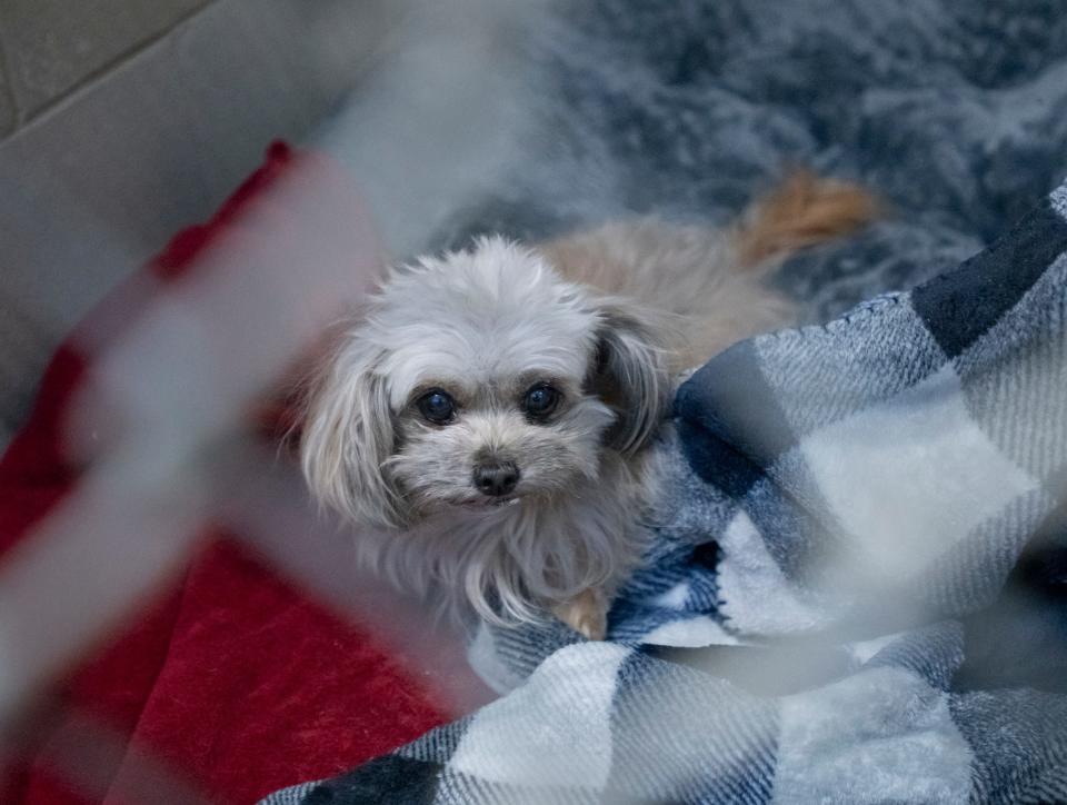 Dogs occupy every kennel at the Santa Rosa County Animal Shelter in Milton on April 1, 2021.