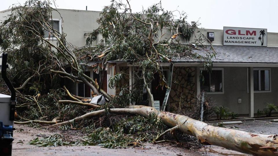 A eucalyptus tree fell across 4th Street in Grover Beach and into the GLM Landscape Management building as another atmospheric river hit the region on March 14, 2023. Shortly afterward, a neighboring tree fell the other way onto the Union Pacific Railroad tracks. David Middlecamp/dmiddlecamp@thetribunenews.com