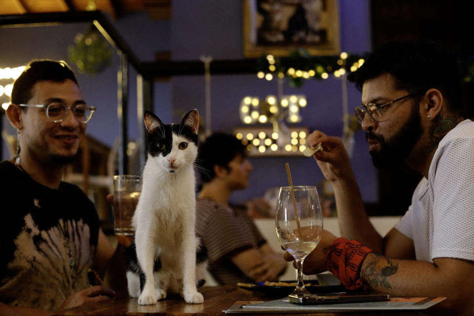 A cat sits on a table between two people dining in a cozy restaurant.