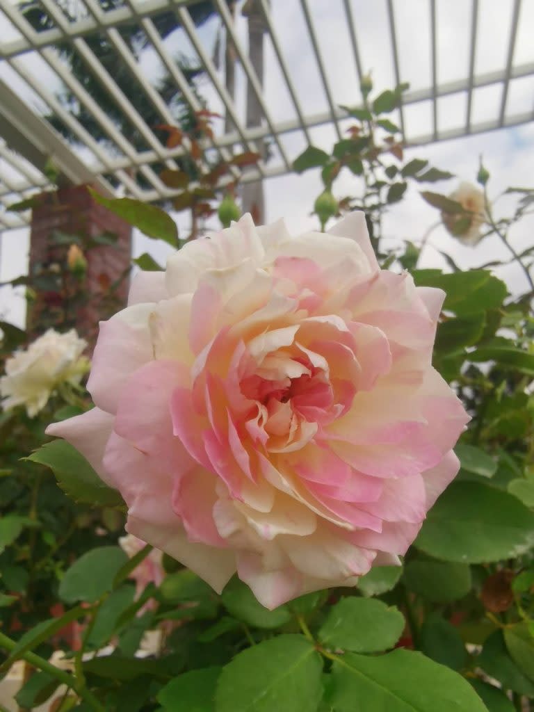 「夢幻曲」由知名育種家木材卓功所培育，寓意為這種玫瑰充滿奇蹟，引人進入舒服夢境。（北市公園處提供）
