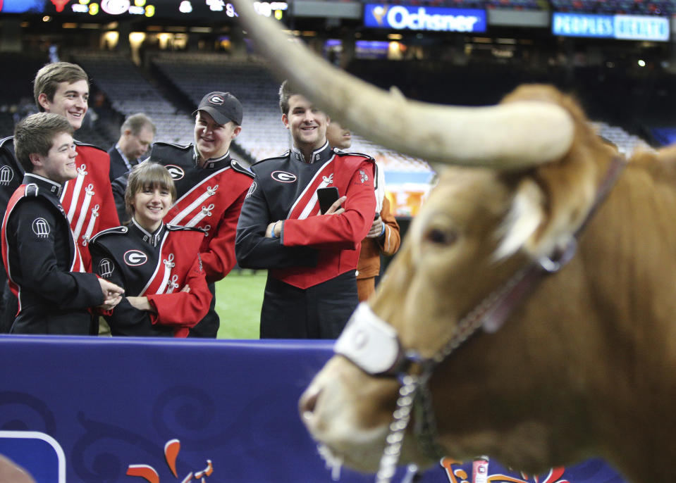 Georgia band members venture a closer look at Texas mascot Bevo before the Sugar Bowl NCAA college football game Tuesday, Jan. 1, 2019, in New Orleans. (Curtis Compton/Atlanta Journal Constitution via AP)