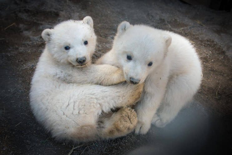 The three-month-old cubs are not yet willing to stray too far from each other credit: Columbus Zoo)