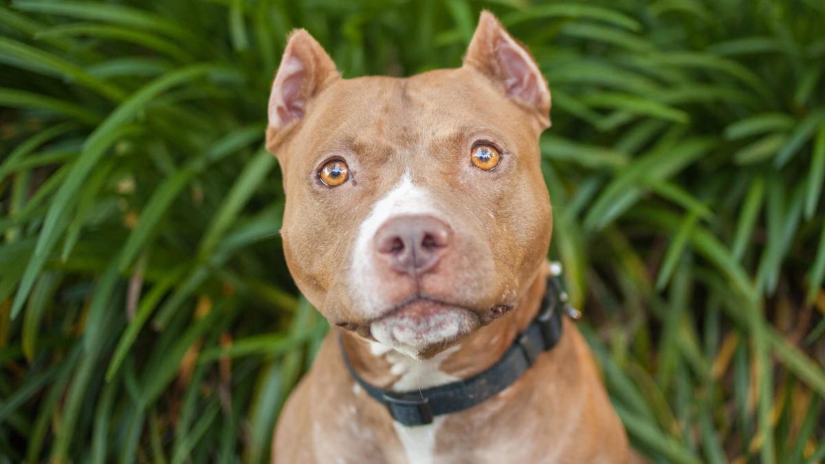 are american pit bull terriers dangerous