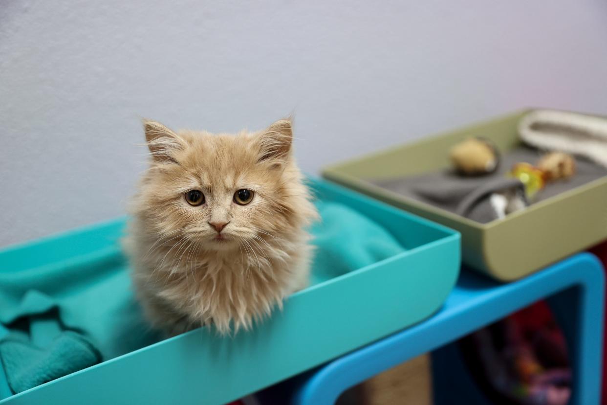 Jack, uno de una camada de gatos persas, juega con sus compañeros de camada en Salem Friends of Felines en Keizer, Oregon, el miércoles 22 de febrero de 2023.