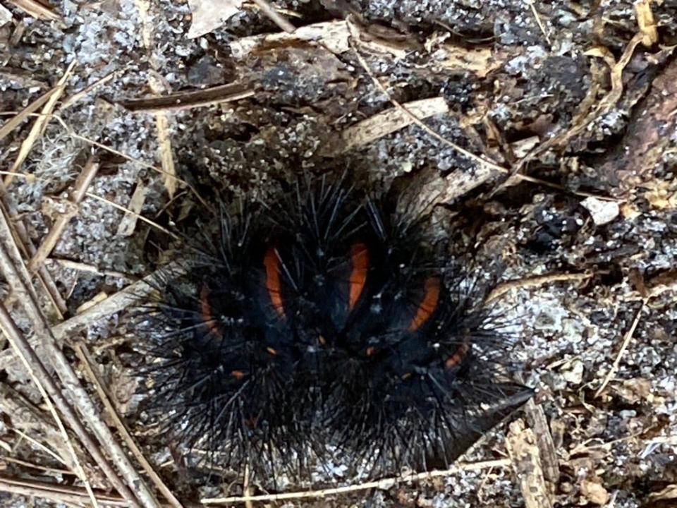 The  giant woolly bear caterpillar becomes the giant leopard moth.