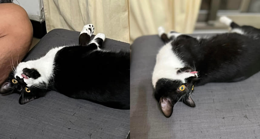 有飼主分享自家賓士貓的睡姿，笑翻許多網友。（圖片來源：臉書社團 貓咪也瘋狂俱樂部 CrazyCat club）