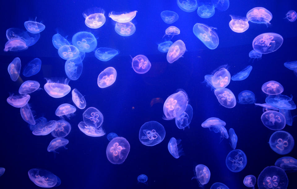 Jellyfish in Japan - For illustrative purposes only. (AP Photo/Lionel Cironneau, File)