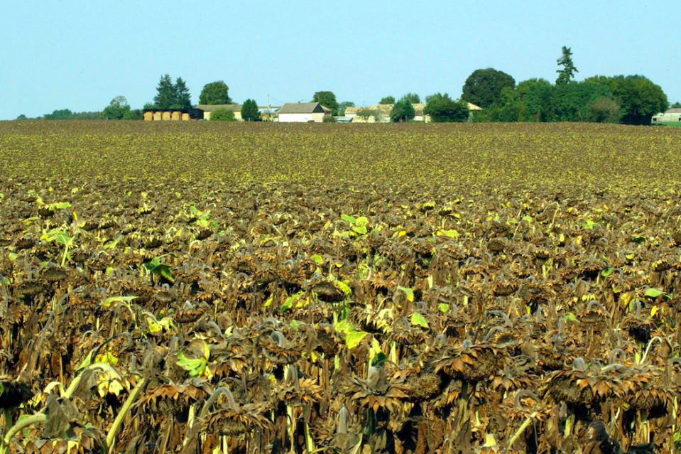 The sunflower production in 2003 year was estimated down 25% due to lack of water (Getty)