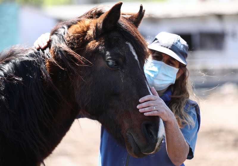 Nora Perez, President of APRE (Equine Rescue Protection Association), caress Argento, a mistreated horse rescued by the association, at their refuge, in Lanus, on the outskirts of Buenos Aires