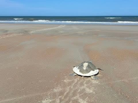 (Mikler's Beach Turtle Patrol)