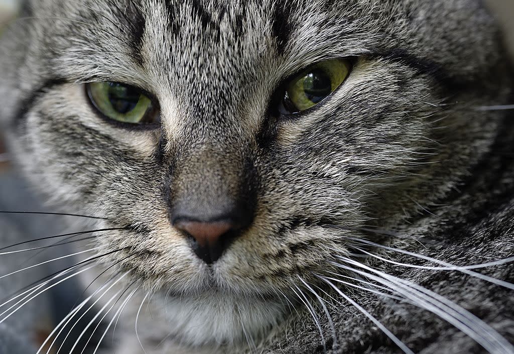 This app takes cats’ selfies and sends them to you, which sounds too beautiful for words