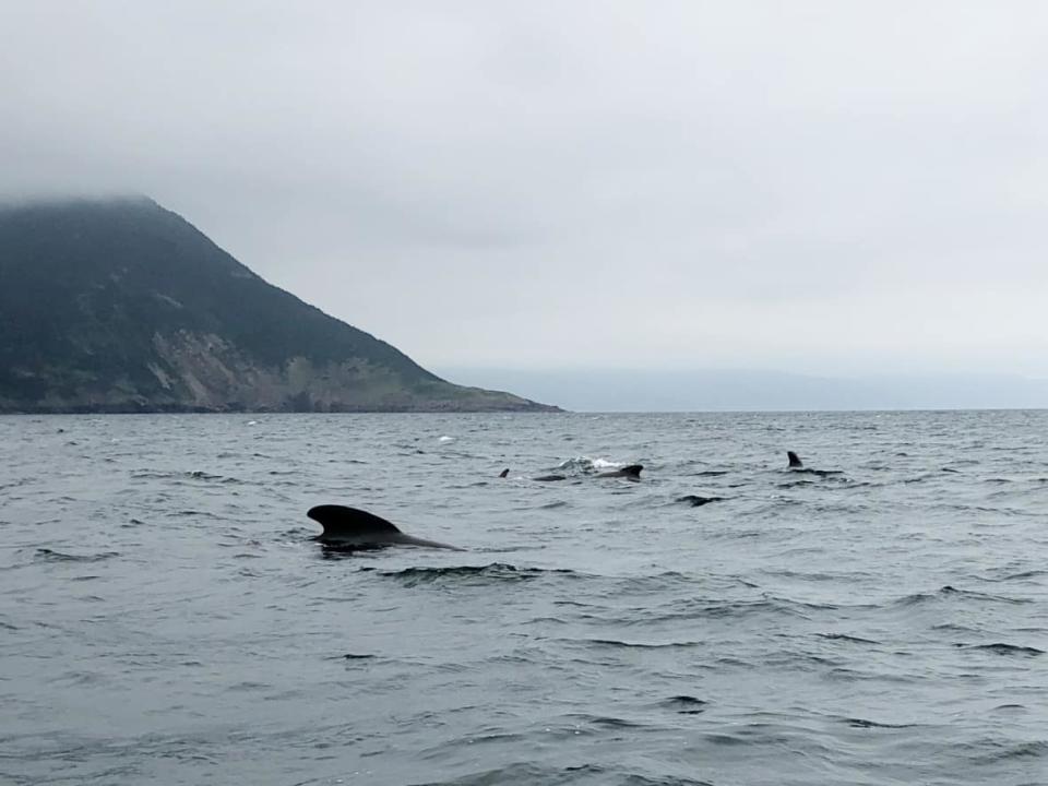 Researchers say there are more than 2,500 pilot whales in waters off northern Cape Breton and while three have died in the last month or so, the deaths appear to be unrelated. (Tom Ayers/CBC - image credit)