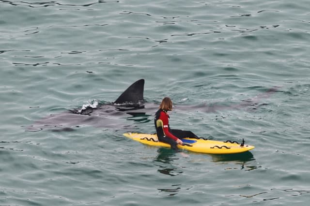 Basking sharks spotted off coast of Cornwall