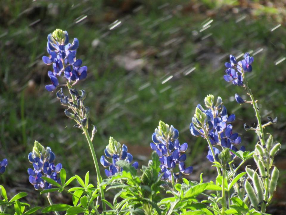 The bluebonnet is the official Texas state flower.