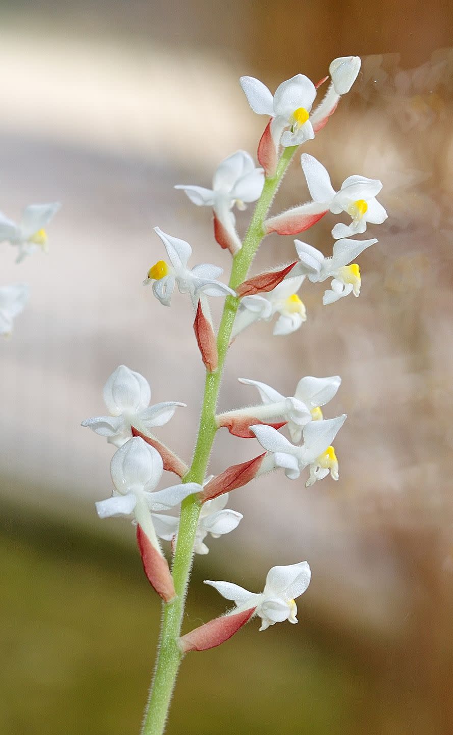 white and yellow ludisia jewel orchids