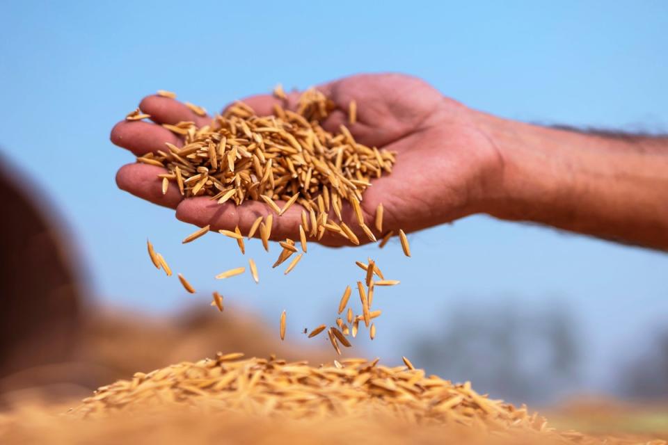 Unprocessed rice grains in Haryana, India (Nice Rice)