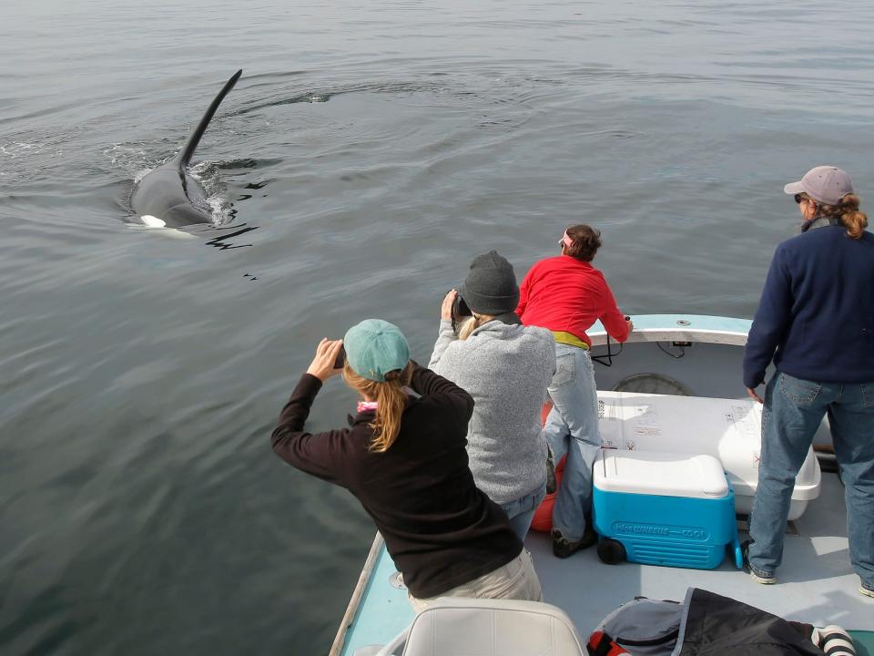 People in a boat watching an orca whale swim toward them.