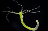 <p> <em>Hydra</em> is a group of small invertebrates with soft bodies that look a bit like jellyfish. Like <em>Turritopsis dohrnii</em>, Hydras also have the potential to live forever. Hydras don't show signs of deteriorating with age, Live Science previously reported. These invertebrates are largely made up of stem cells, which continually regenerate through duplication or cloning. Hydras don't live forever under natural conditions because of threats like predators and disease, but without these external threats, they could be immortal. </p>