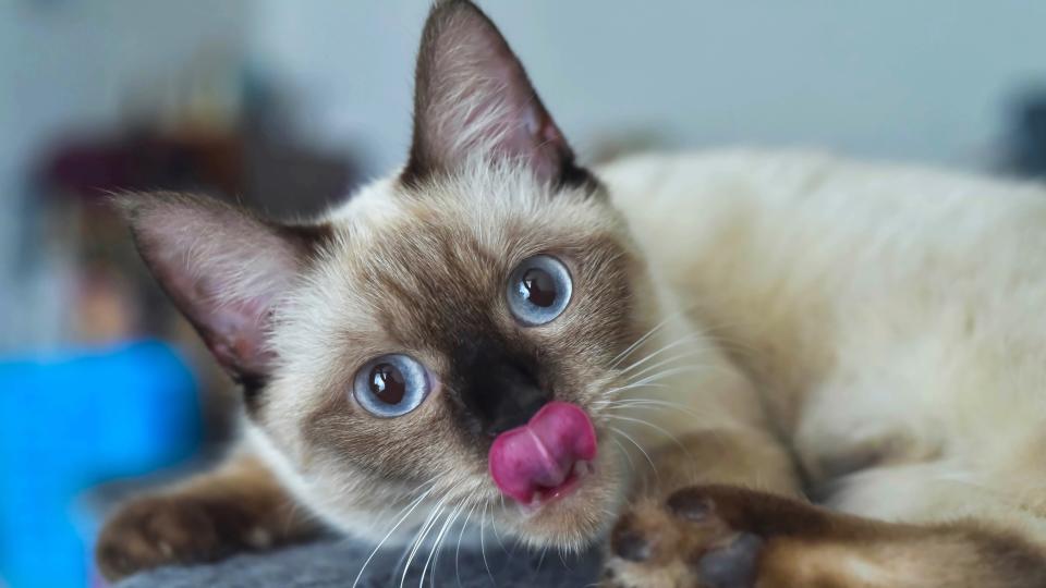 Siamese cat