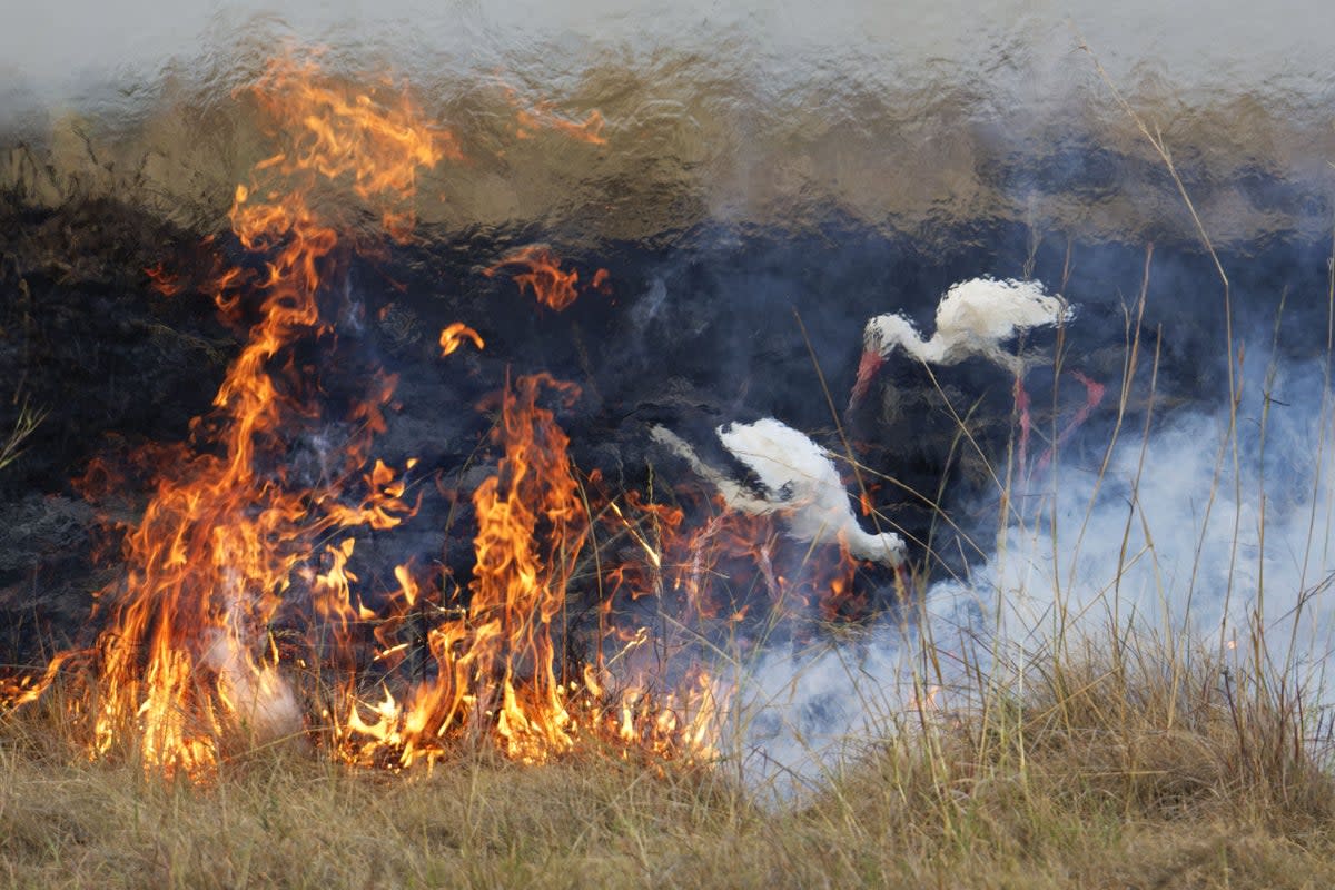 Two white storks hunting alongside a fire in Kenya that had been lit to clear bushland are among the images released as part of the Wildlife Photography of the Year awards (Elza Friedlander/PA) (Elza Friedlander/Wildlife Photography of the Year )