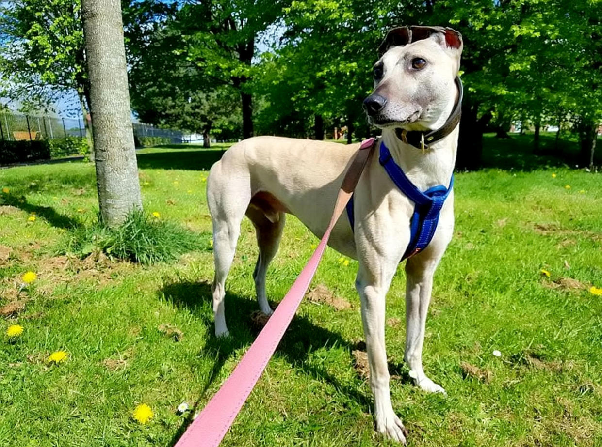 Lovable:  Eight-year-old Sam has been in a shelter since February 2017 and remains its longest-serving resident