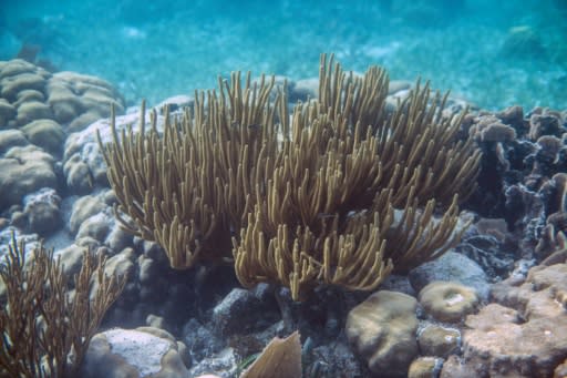 Second in size only to the Great Barrier Reef in Australia, the Mesoamerican Reef spent nearly a decade on the list of endangered World Heritage Sites