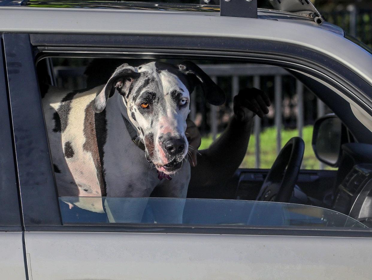 A family dog peers out of the window in the car loop on the first day of school at Palm Beach Day Academy's lower campus Tuesday September 6, 2022.