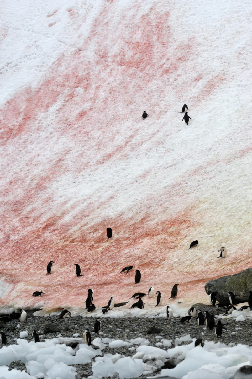 Pinguine auf einem Hügel mit pinkem Schnee South auf den Orkney Islands in der Antarktis. (Bild: Wolfgang Kaehler/LightRocket via Getty Images)