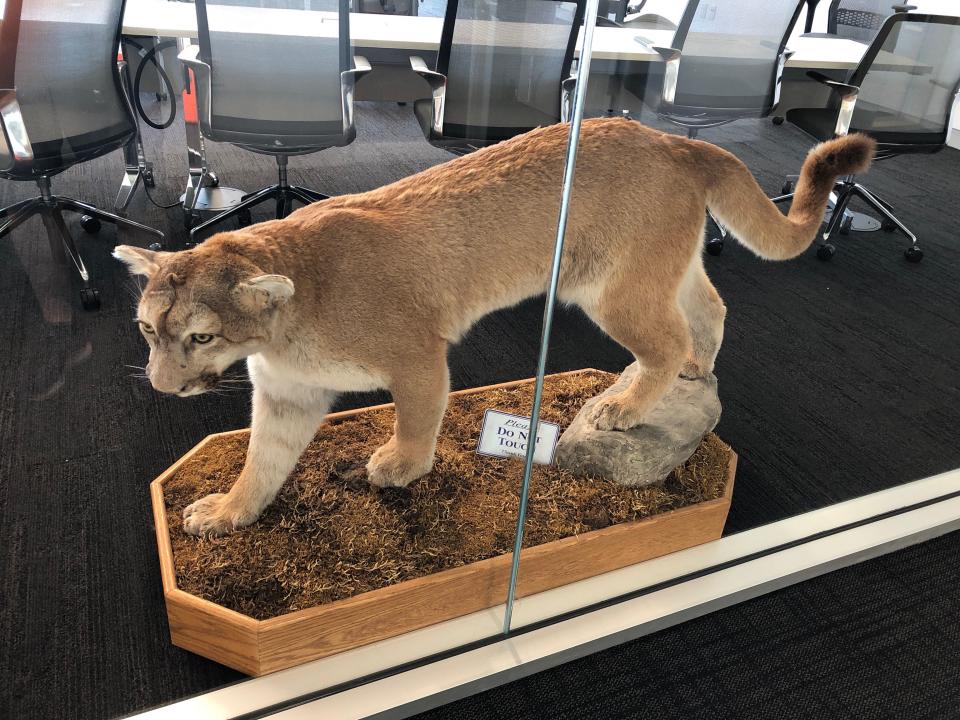 This is the wild cat -- likely a mountain lion -- that was donated to the Northwestern program by the father of former Wildcats QB Trevor Siemian.