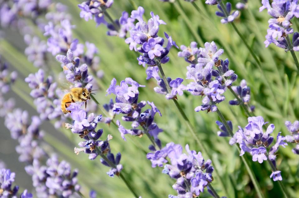 Lavender is a delightful and useful garden plant.  It can be used as a drought-tolerant low hedge.