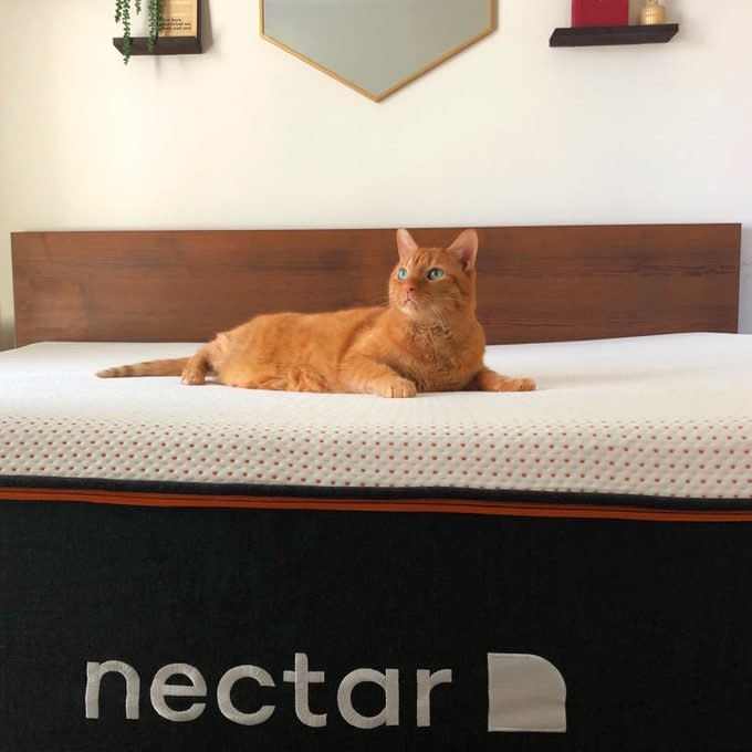 Cat On Nectar Sleep Mattress Reina Glenn