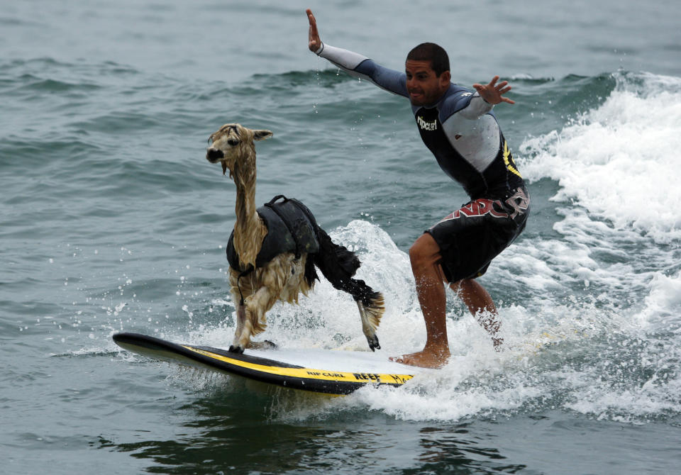 Peruvian surfer Domingo Pianezzi rides a wave with his alpaca Pisco at San Bartolo beach in Lima March 16, 2010. Pianezzi has spent a decade training dogs to ride the nose of his board when he catches waves, and now he is the first to do so with an alpaca. REUTERS/Pilar Olivares (PERU - Tags: ANIMALS SOCIETY SPORT IMAGES OF THE DAY)