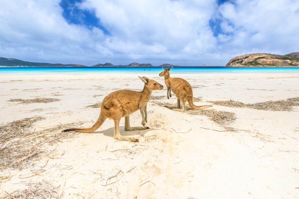 Kick back with some local kangaroos as you top up your tan on Lucky Bay (Getty Images/iStockphoto)